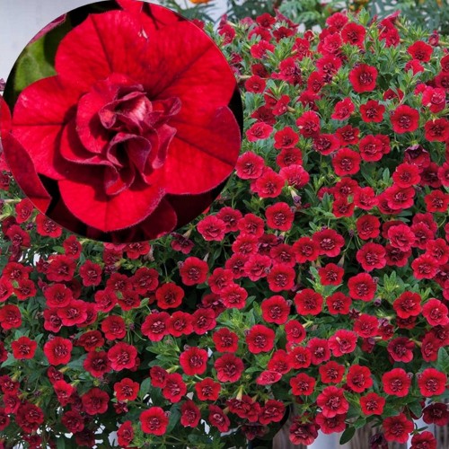 Calibrachoa 'Aloha Double Red' - Puispetuunia 'Aloha Double Red' P9/0,55L